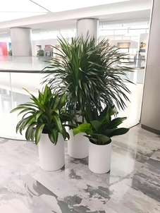 想了解宁波前湾盆景租赁价格？看这篇就够！